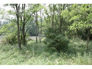 Property photo 24 - 419 +/- Acres offered in 6 Tracts, Land Auction